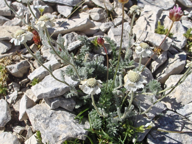 Achillea barrelieri  / Millefoglio di Barrelier